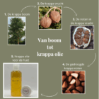 Probeer Krappa olie - 10 ml - Afbeelding 2